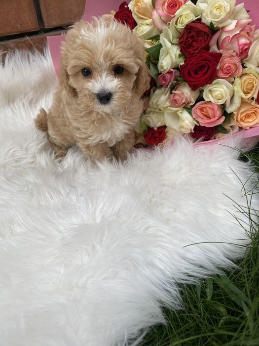 Найгарніші цуценятка мальтипу ф1