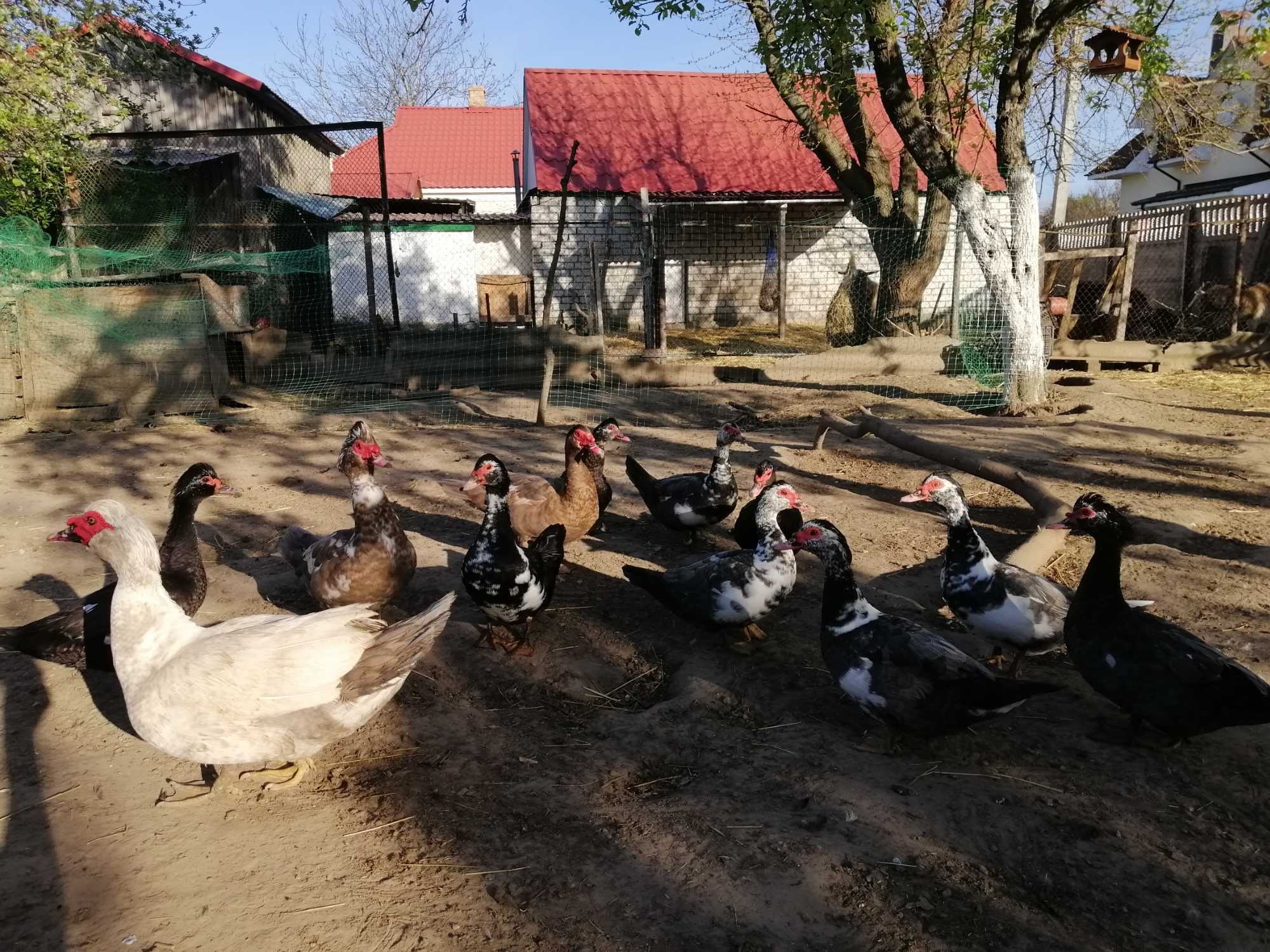 Мускусні качури та качки