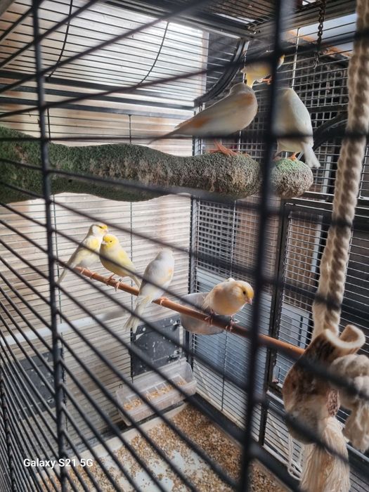 Canários Laguertes e Moisaicos