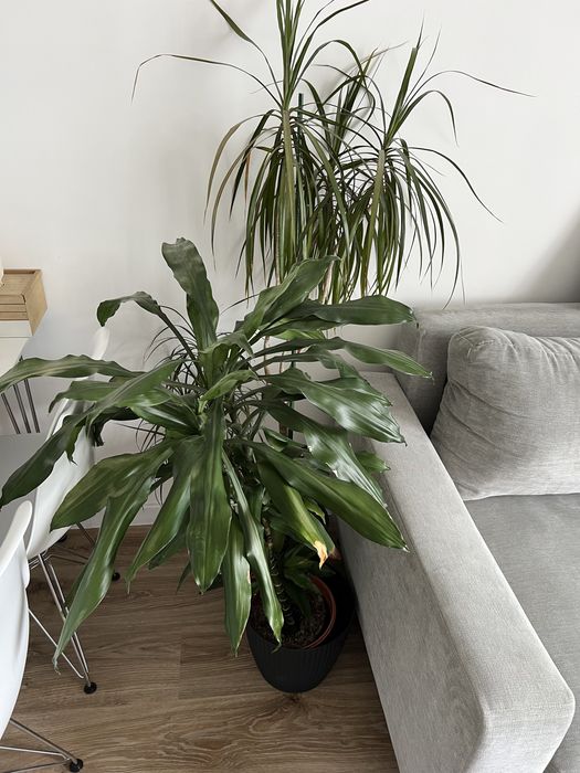 Rośliny zielone dracena