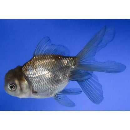 Kinguio Oranda Blue