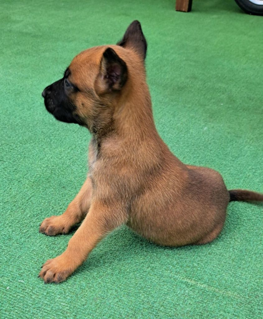 Owczarek belgijski Malinois suczka gotowa do odbioru