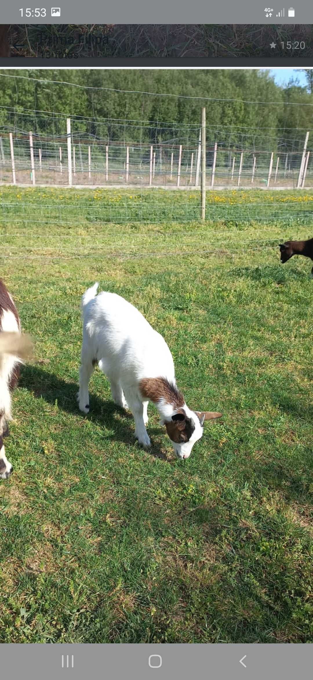 Vendo cabras anãs