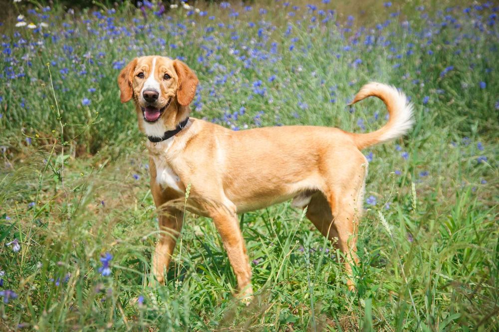 Pluto - piękny i wymagający psiak do pokochania.