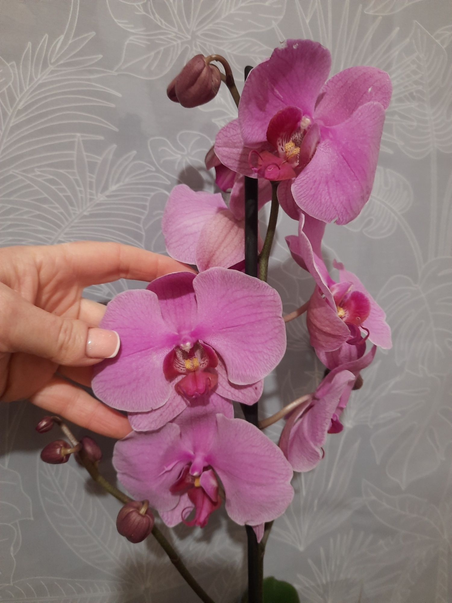 Продам орхідеї!!!