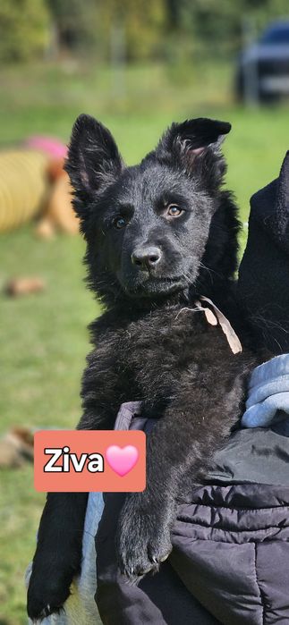 Owczarek Staroniemiecki Czarny