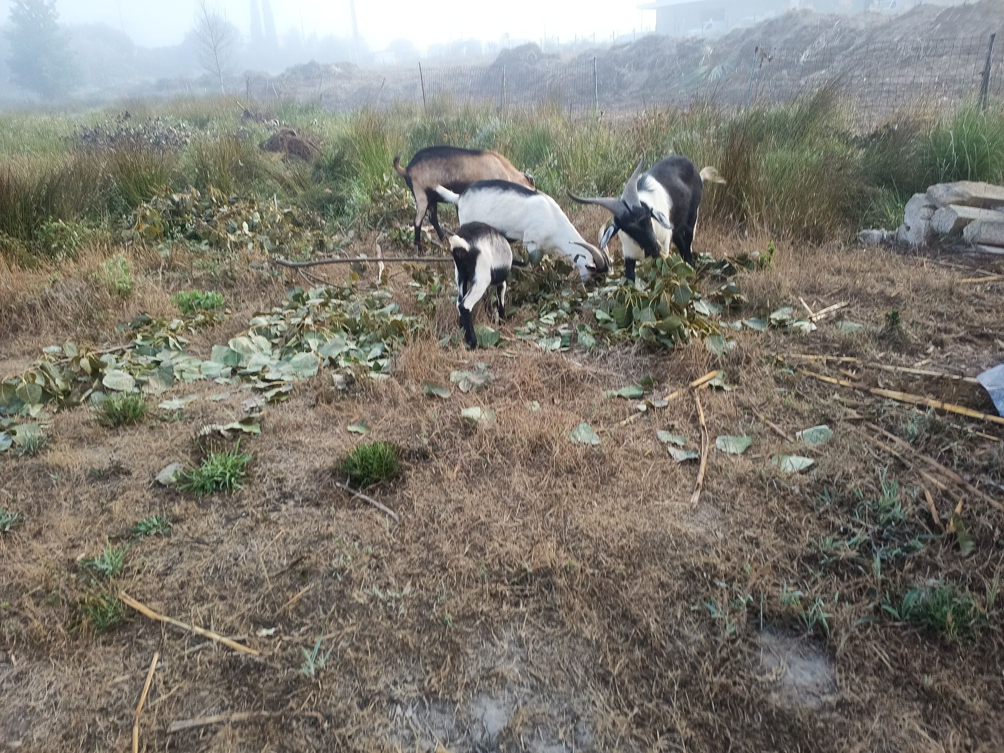 Rebanho 3 cabras e 1 bode