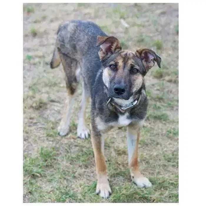 Молодая собака в поисках дома