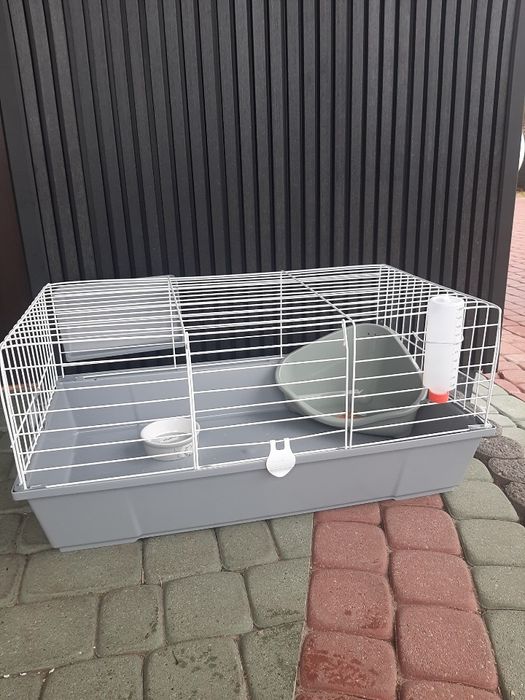 Króliki baranek miniaturka karzełek mini lop