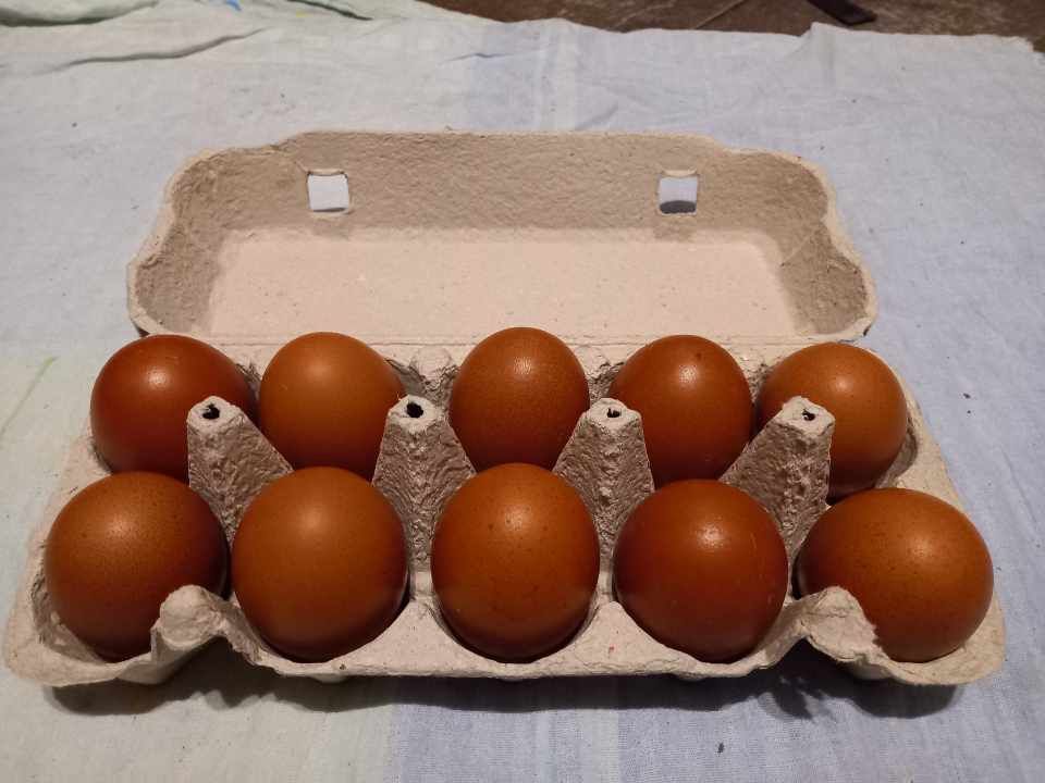Jaja lęgowe Marans