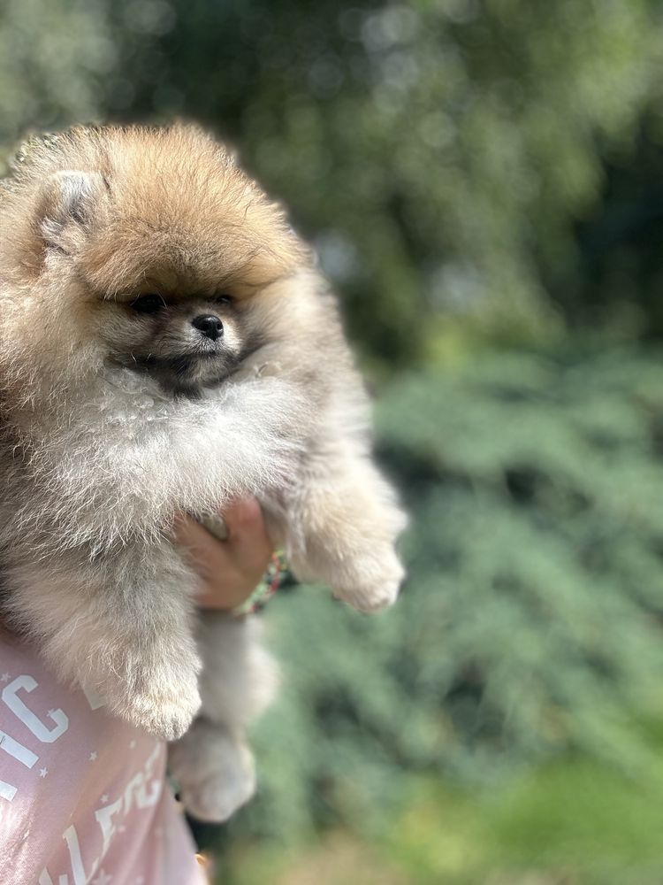 Szpic miniaturowy/ FCI /boo/ Piesek /Pomeranian ZKwP