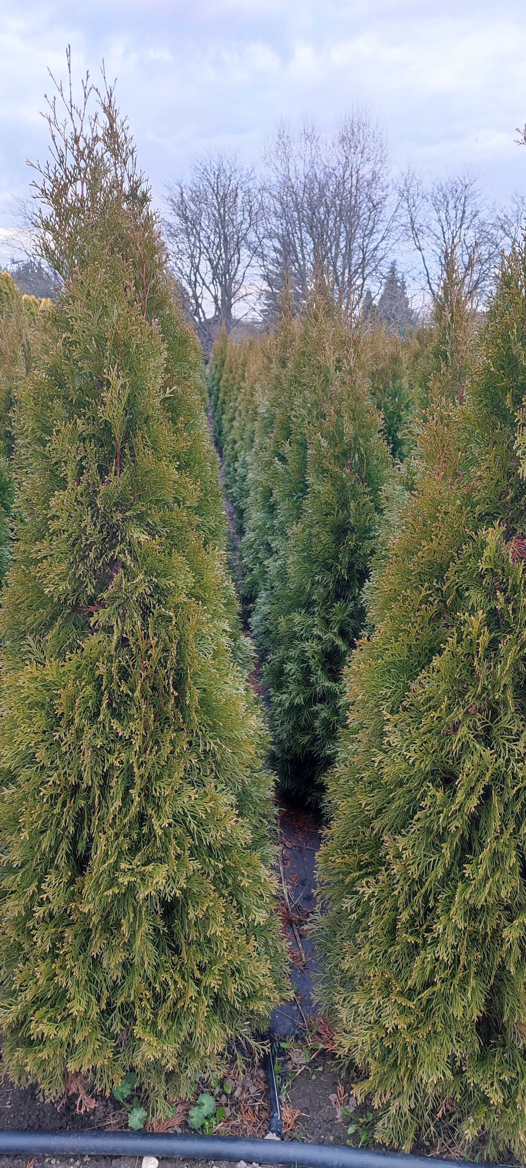 Thuja (tuja) szmaragd