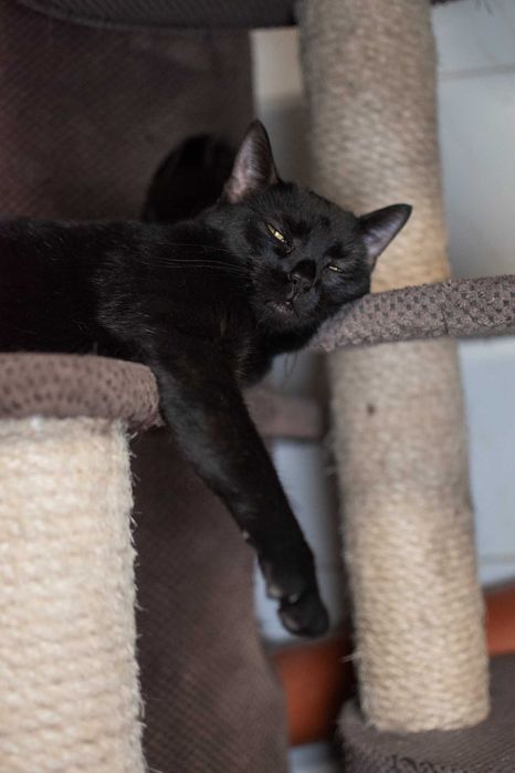 Metis – energiczna, czarna kotka do adopcji!