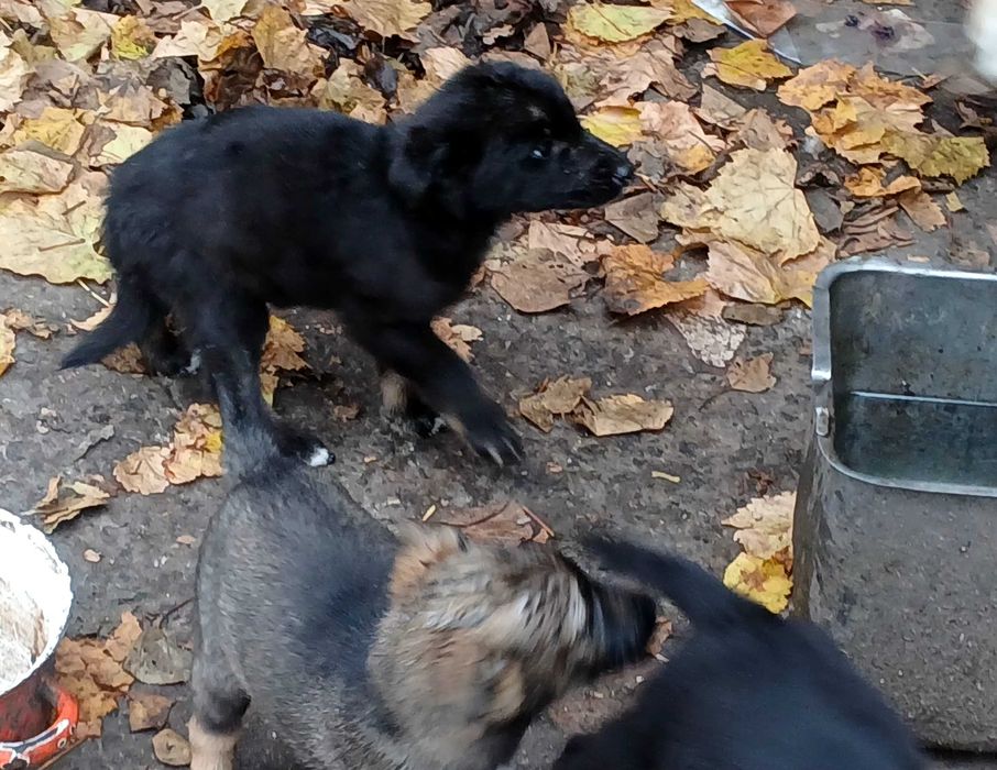 щенки в хорошие руки