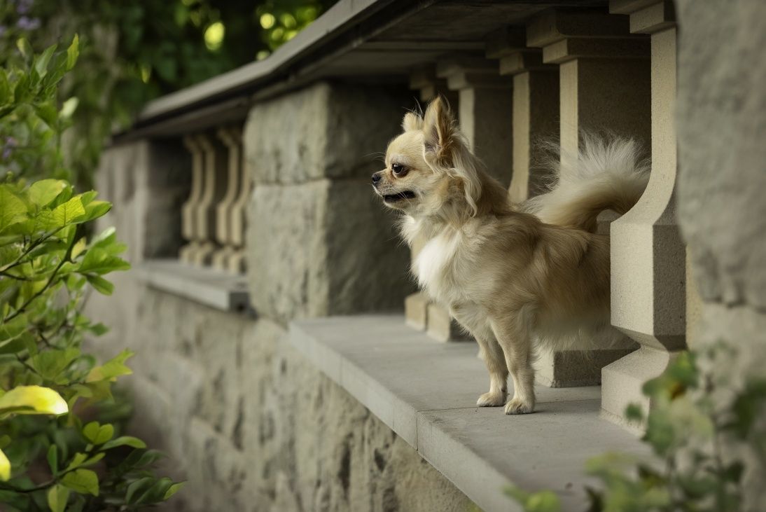 Chihuahua długowłosy reproduktor FCi ZKwP