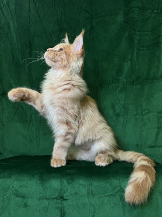 Maine coon хлопчик