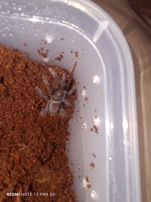 Hysterocrates gigas