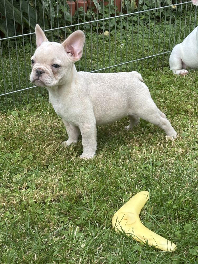 Buldog francuski szczenie