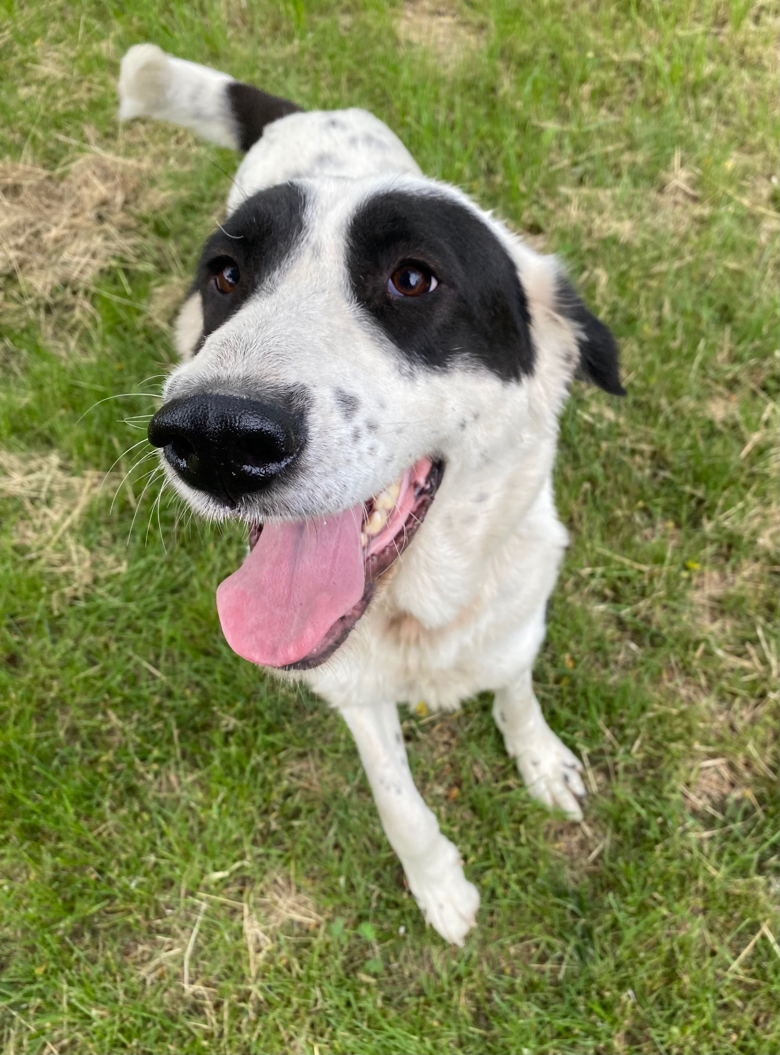 Oreo suczka owczarek w typie azjaty do adopcji Kalisz Poznan Wroclaw