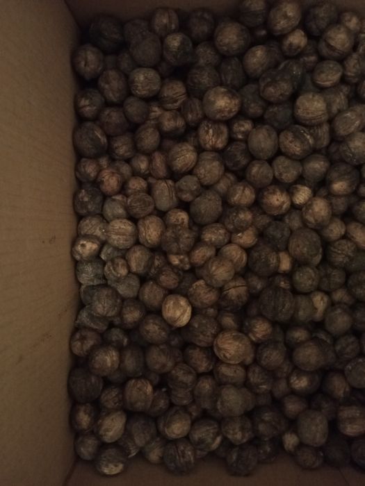 Горіхи урожай 2025 року.