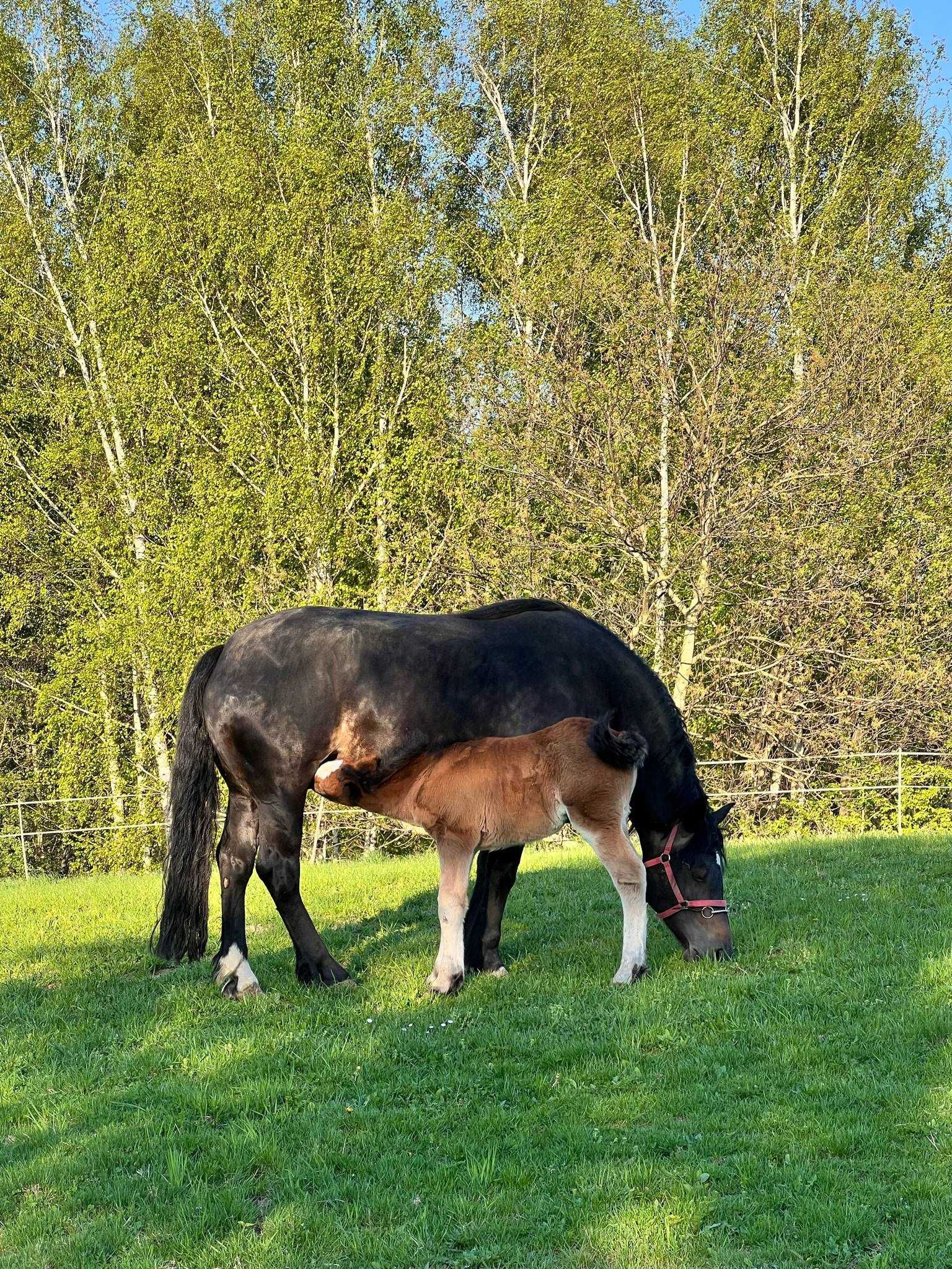 Sprzedam piekną klacz