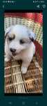 Bordel collie suczka