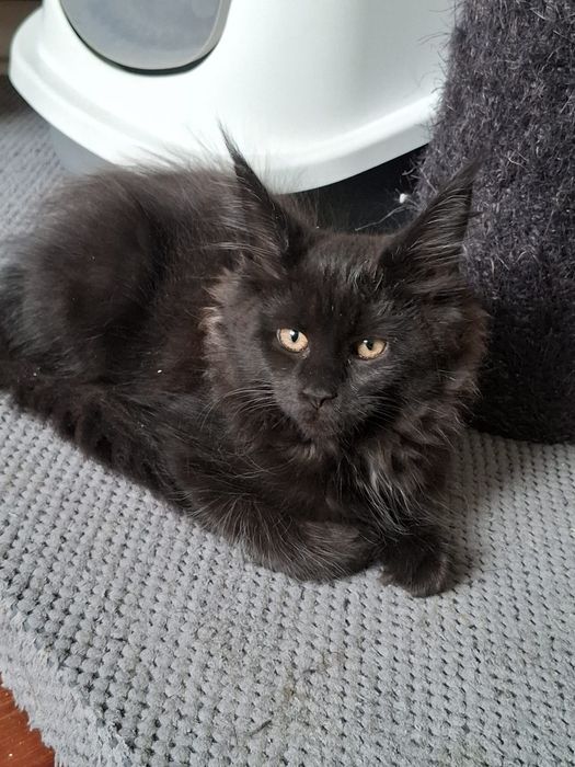 Sprzedam wyjątkowo piękną kotkę Maine Coon