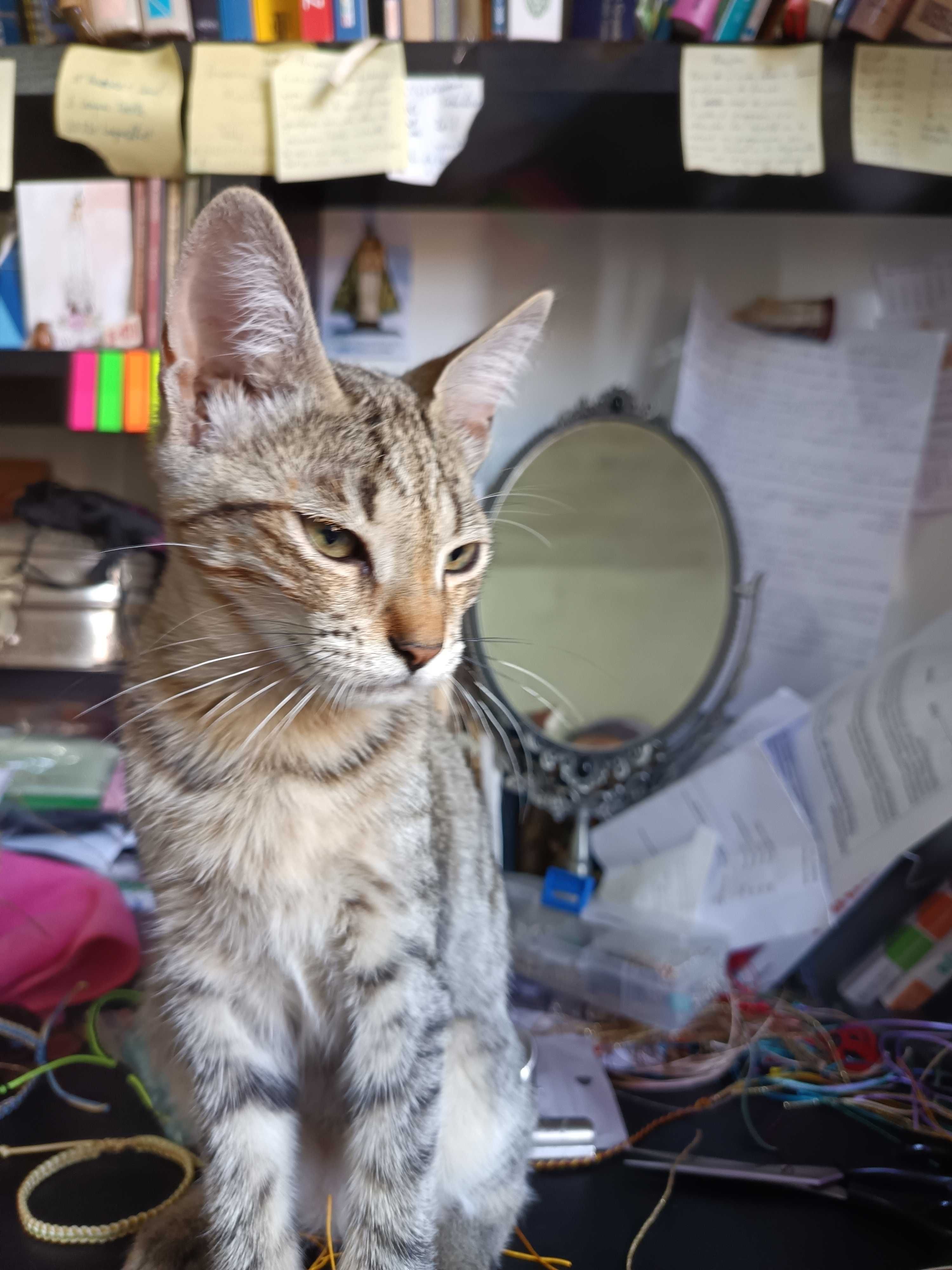 Gatinho adorável para oferecer