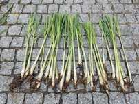 3 ou 12  Pés de Erva príncipe, capim limão, Lemongrass, Cymbopogon