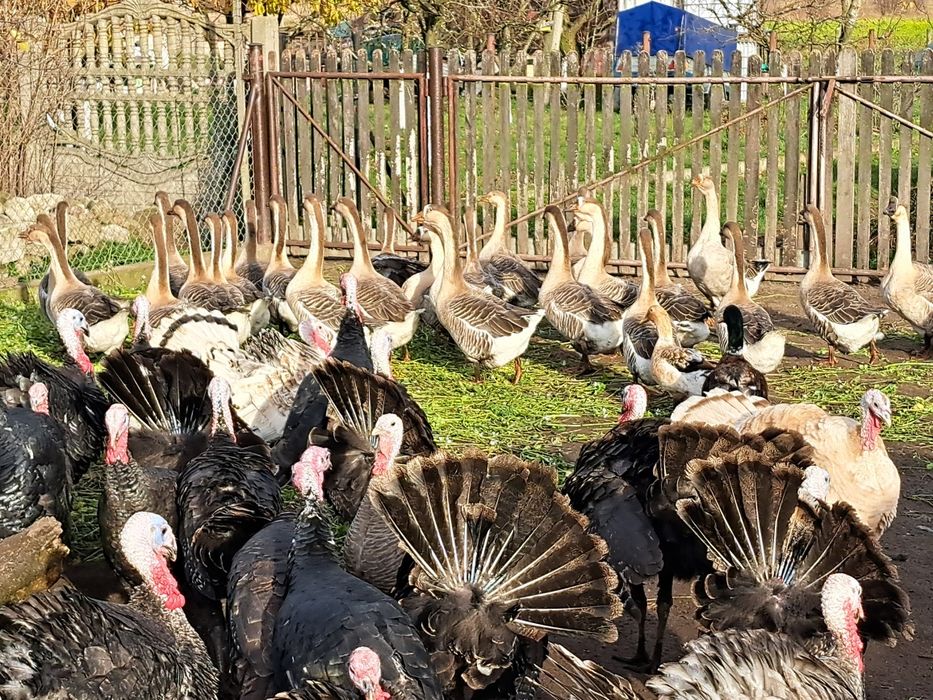 Gęsi szare, garbonose, landes, indyki.