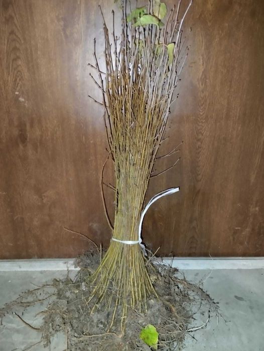 Sadzonki brzozy brodawkowej