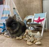 Karzełek teddy na już zarejestrowana hodowla miniaturka króliczek