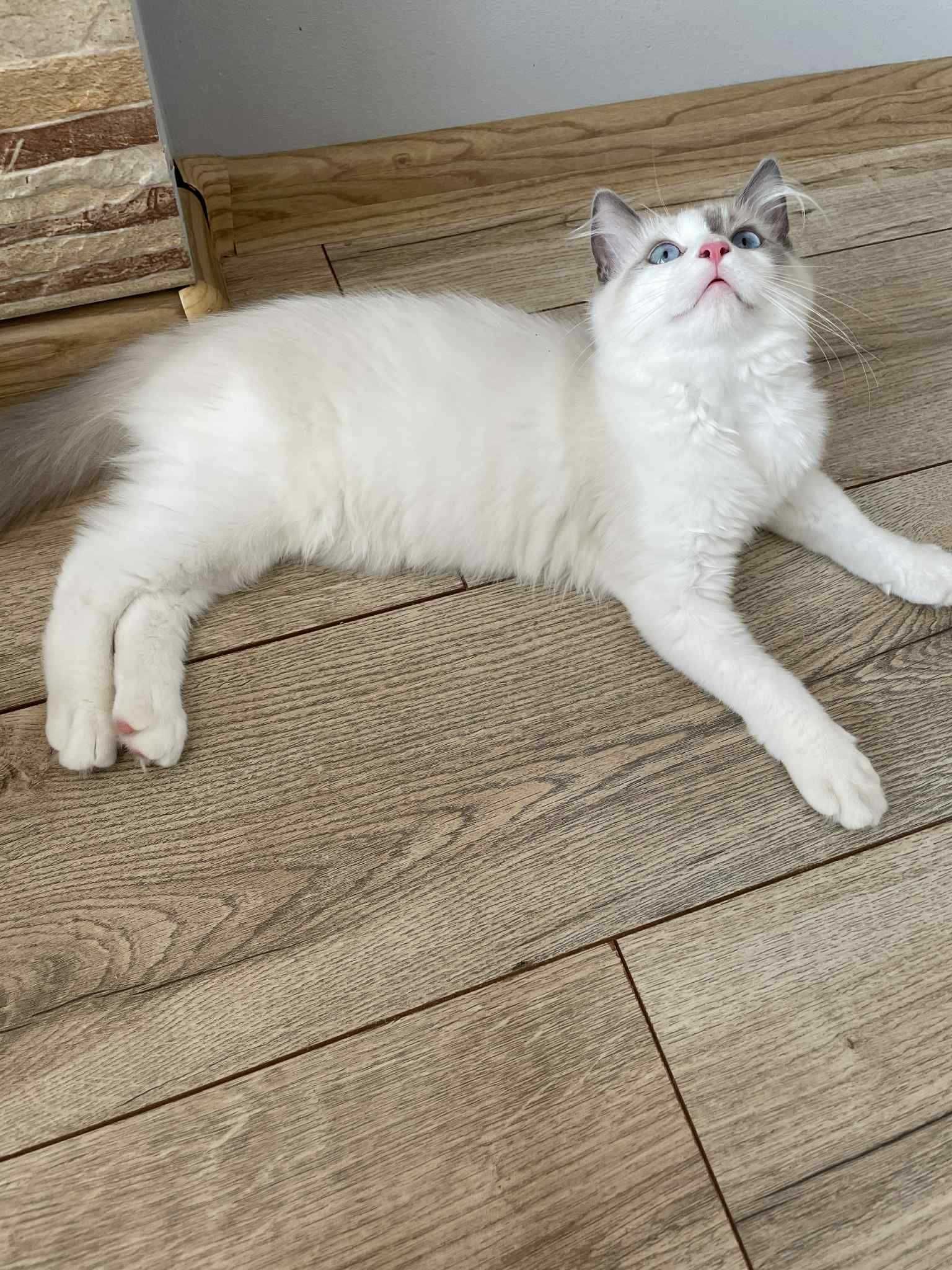 Kocięta rasy  Ragdoll FPL/FIFE