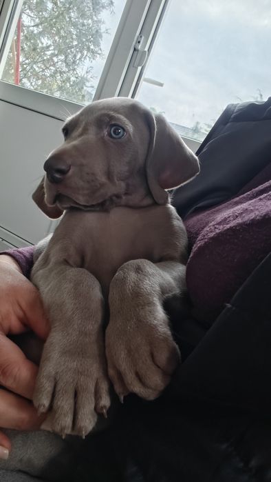 Szczeniak Wyżeł WEIMARSKI- Mikołajkowy odbiór