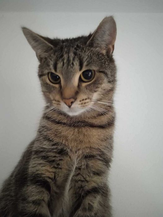 Lucynka szuka ciepłego domu po trudnym starcie – podaruj jej miłość