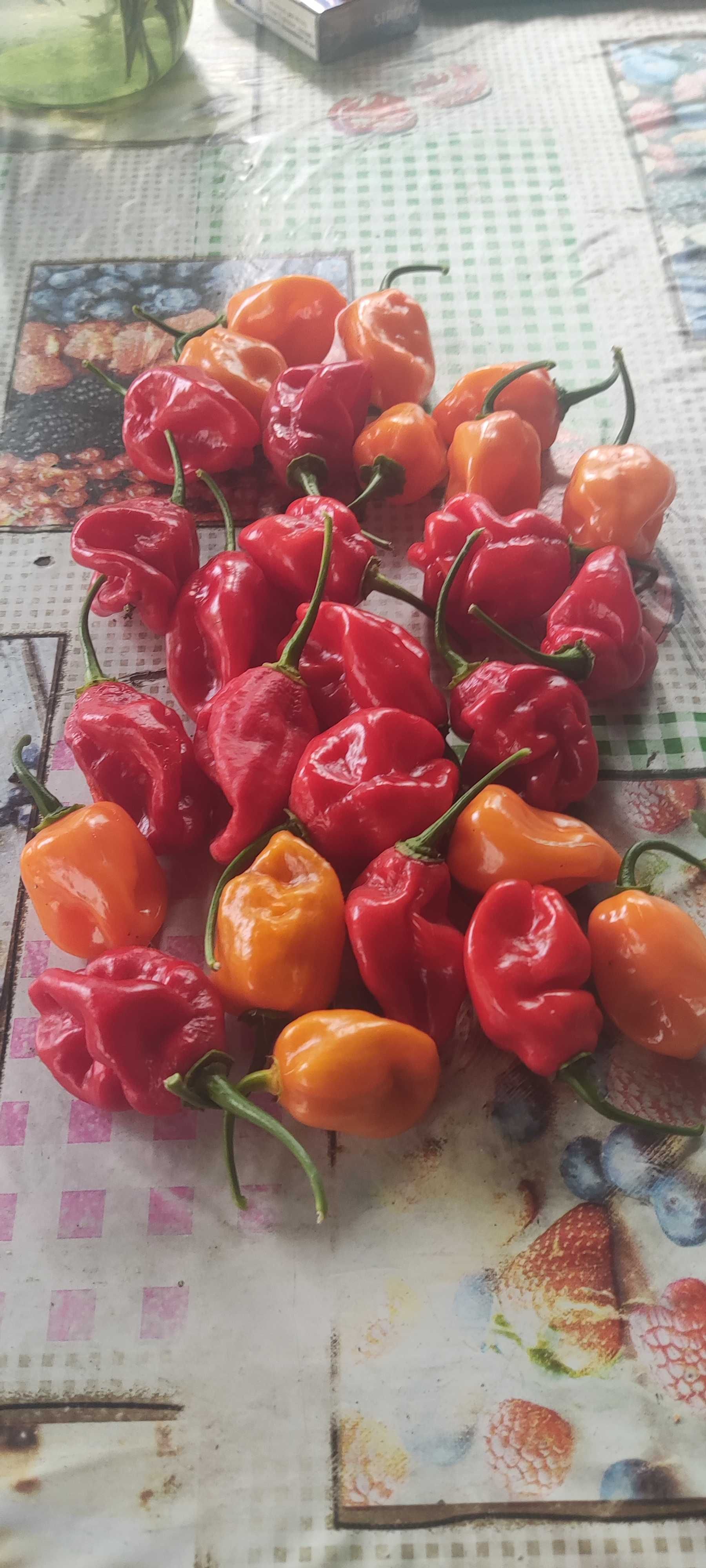 Продам насіння гострого перцю хабанеро