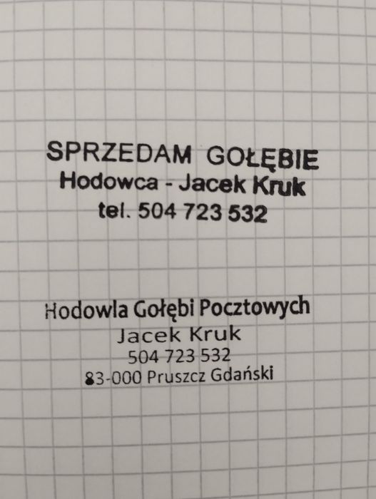 Gołębie pocztowe NL