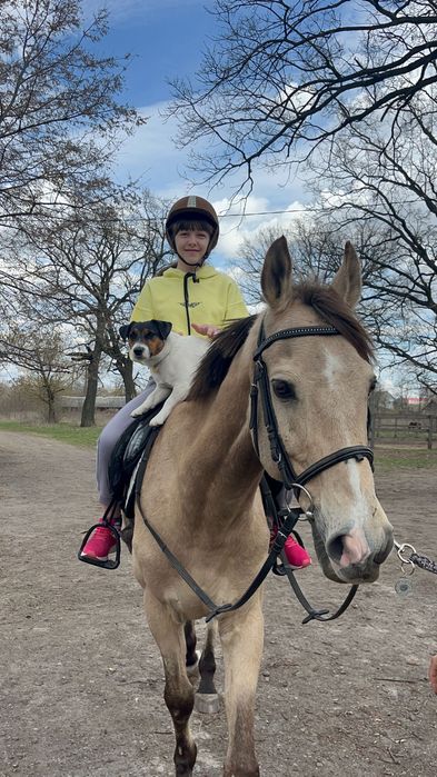 Кінський перегній. Навоз.