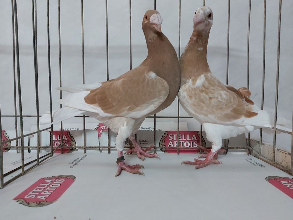 Gołębie Rzeszowskie Żółte