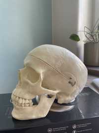 Model anatomiczny czaszki