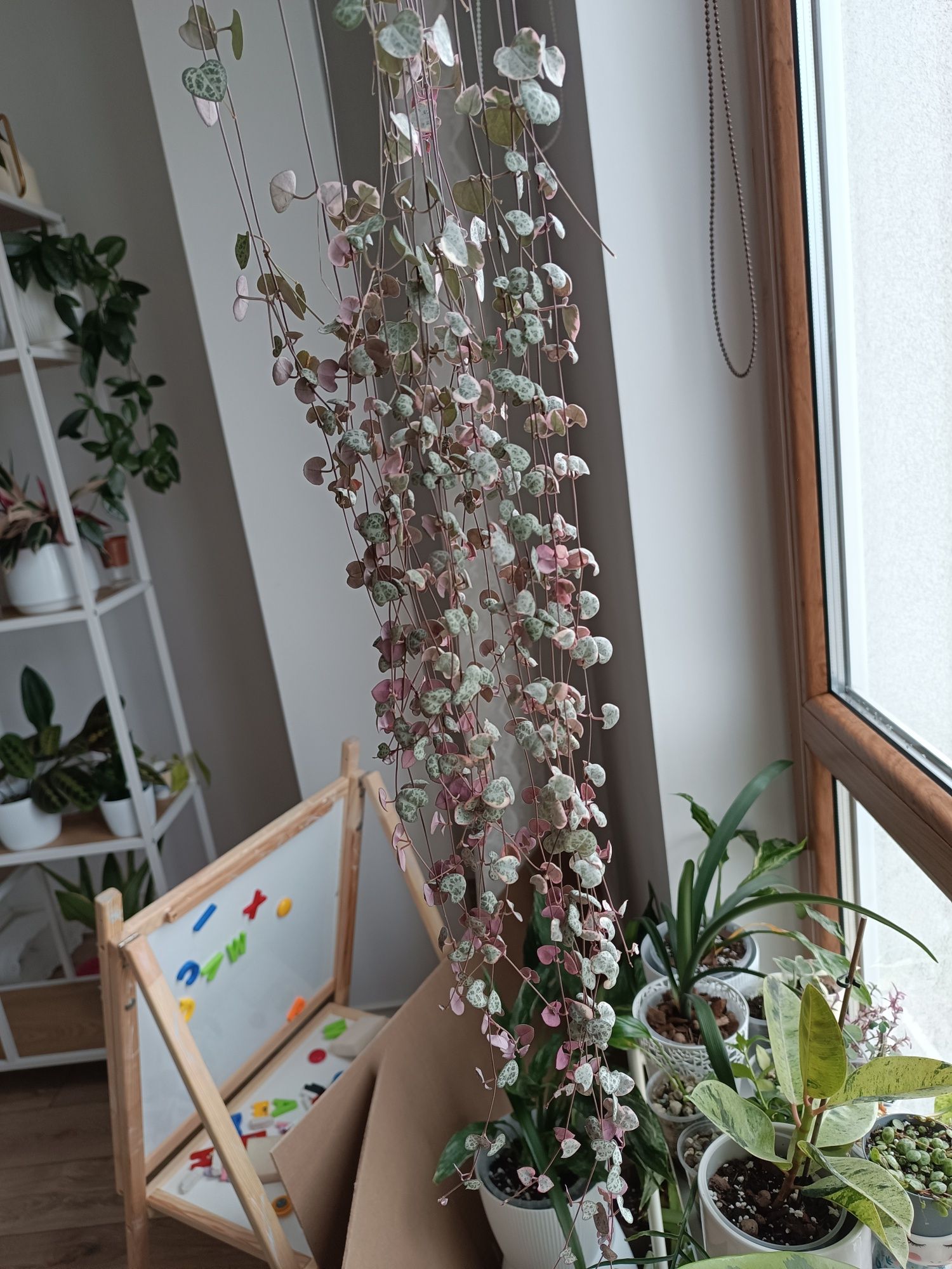 Ceropegia woodi variegata