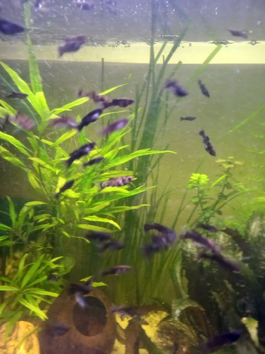 Molinezja żaglopłetwa, księżycowa, dalmatyńczyk