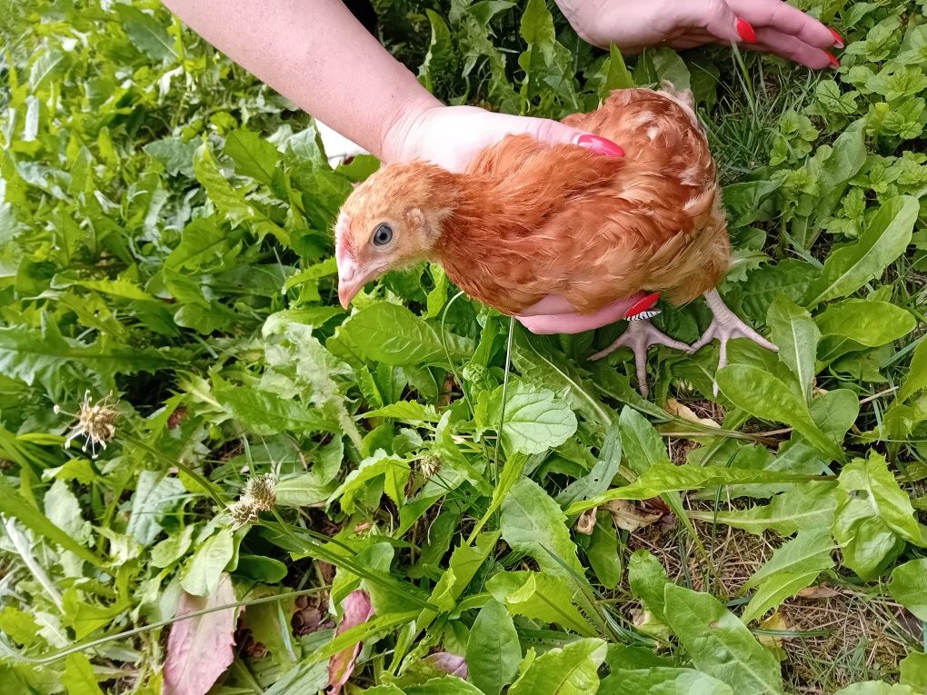 Kura Rosa siedmiotygodniowa ekologiczna naturalna kury Rosy