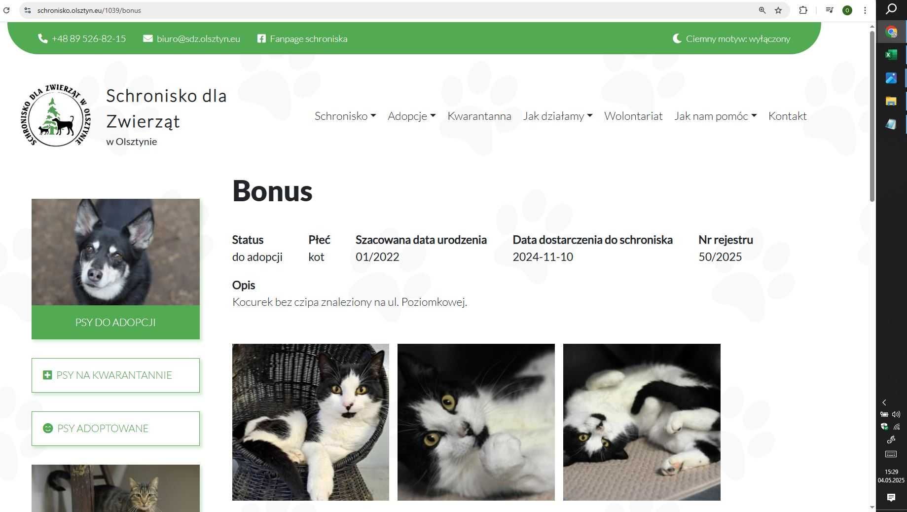 BONUS i MYSZKA – dwa łaciate koty ze schroniska proszą o nowy dom!