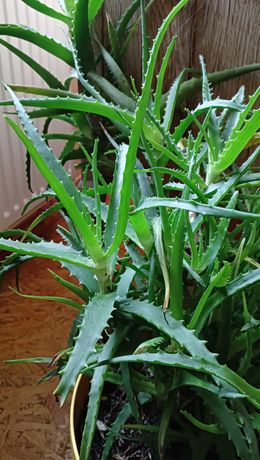 Aloes leczniczy sadzonki ukorzenione