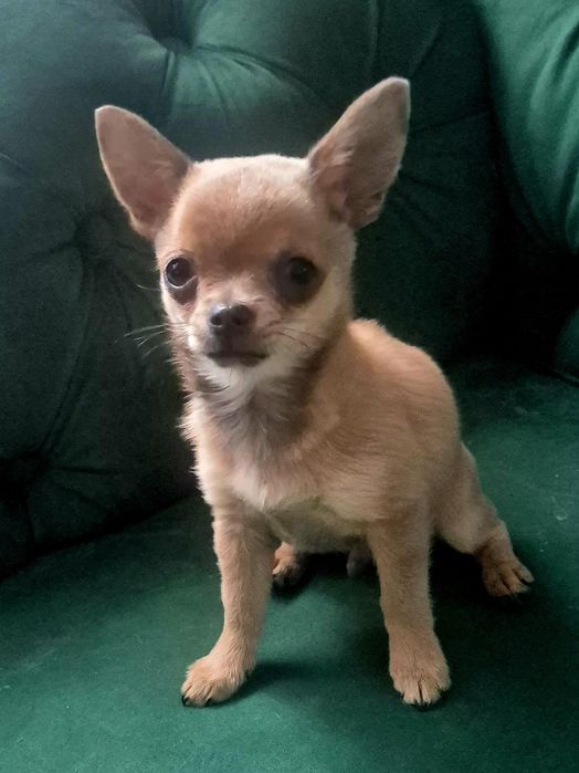 Śliczny maleńki chłopiec rasy Chihuahua