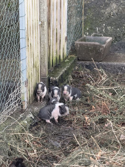 Vendo porcos vietnamitas