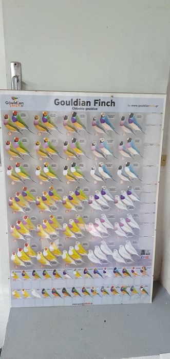 Poster diamantes de gould