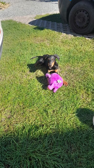 Doberman 4.5 msc