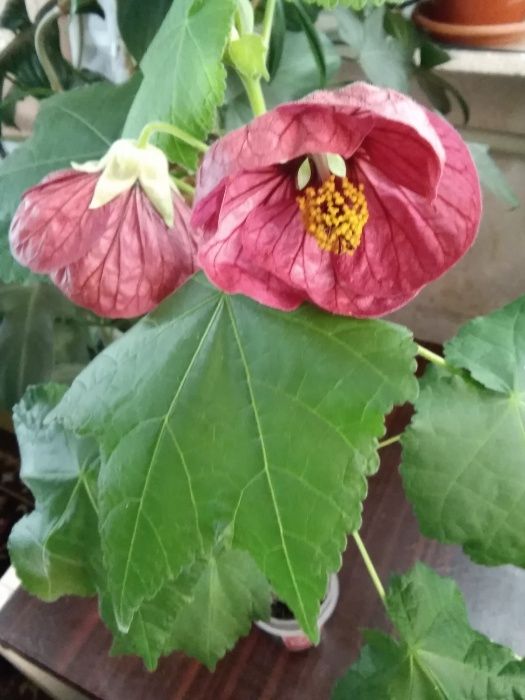 Продаются черенки абутилона